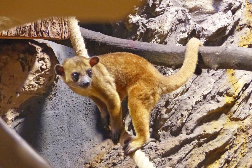Den nachtaktiven Wickelbaer kann man im Zoo Neuwied auch tagsueber beobachten