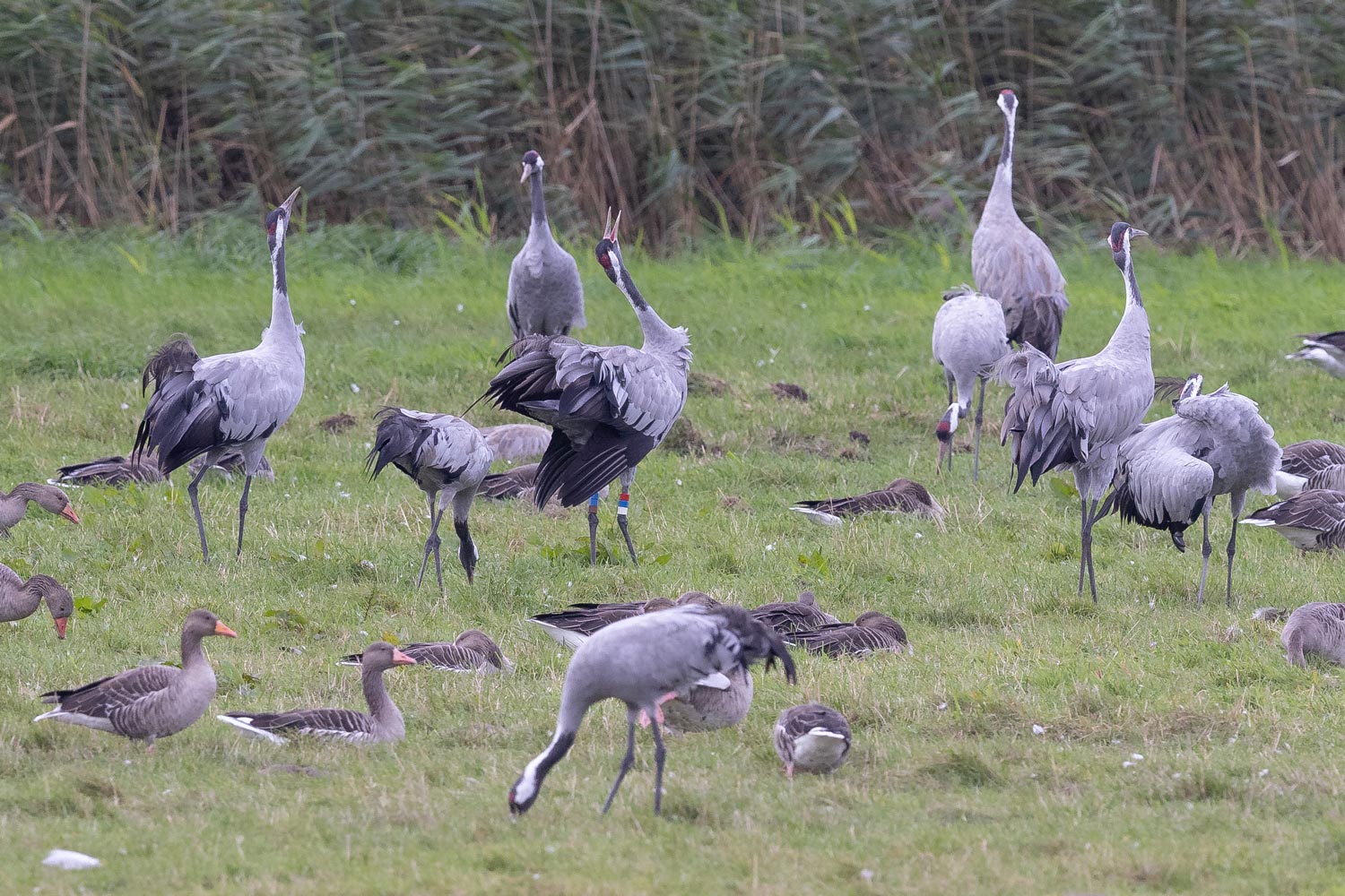 Madame Steele In einer Gruppe von Kranichen entdeckt Kranich Ranger Kennth Küper einen bekannten Vogel: Madame Steele, zu erkennen an den Ringen.